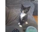 Adopt Harriet a Domestic Medium Hair