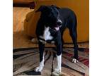 Adopt Lola a Shepherd, Black Labrador Retriever