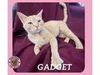 Adopt Gadget a Domestic Short Hair