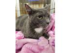 Adopt Sherah a Russian Blue, Domestic Short Hair