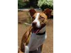 Adopt Molly a Boxer, Labrador Retriever