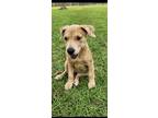 Adopt Darla - Nemo theme litter a Labrador Retriever, Australian Cattle Dog /