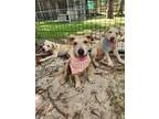 Adopt Dory - Nemo theme Litter a Labrador Retriever, Australian Cattle Dog /