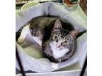 Adopt Thee Thee a Domestic Short Hair