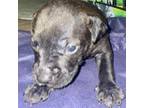 Adopt Nutmeg a Mixed Breed