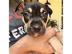 Adopt Brie a Australian Kelpie