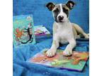 Adopt Gouda a Australian Kelpie