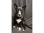 Adopt Lady a Australian Cattle Dog / Blue Heeler, Labrador Retriever