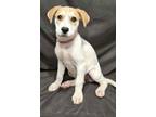 Adopt Lisa a Australian Cattle Dog / Blue Heeler, Labrador Retriever