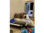 Adopt Emmett a Pit Bull Terrier