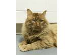 Adopt Conan a Domestic Long Hair