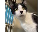 Adopt Otto a Domestic Short Hair