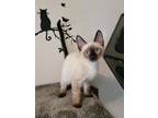 Adopt Seal (HM) a Snowshoe
