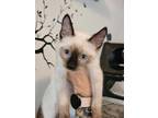 Adopt Seaweed (HM) a Snowshoe