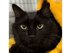 Adopt Herky a Domestic Medium Hair