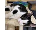 Adopt Linc a American Shorthair