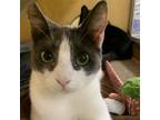 Adopt Pete a American Shorthair