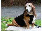 Adopt Sully a Basset Hound