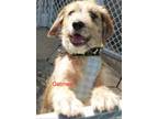 Adopt Oatmeal a Labrador Retriever