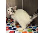 Oscar 4/5c Domestic Shorthair Kitten Male