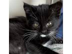 Pedro Pony Domestic Shorthair Kitten Male
