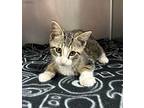 Hunter 2/4 Domestic Shorthair Kitten Male