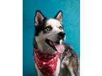 Adopt Cannoli-ADOPTED a Husky, Mixed Breed