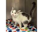 Oliver 3/5 Domestic Shorthair Kitten Male