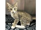 Houdini 1/4 Domestic Shorthair Kitten Male