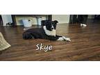 Skye Border Collie Young Female