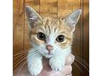 Romy Domestic Shorthair Kitten Female