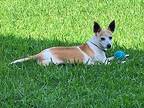 Macaroni Bob (In Foster) Chihuahua Adult Male