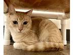 LITTLE BIG MAN Domestic Shorthair Young Male