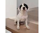 Korie Hound (Unknown Type) Puppy Female