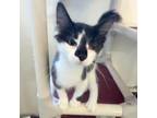 Adopt Mario a Domestic Medium Hair