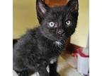 Adopt Milan a Domestic Short Hair