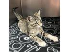 Hansel 3/4 Domestic Shorthair Kitten Male