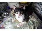Linkin Domestic Shorthair Young Male