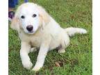 Anastasia 39848 Great Pyrenees Young Female