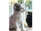 Adopt Tuk Tuk a Domestic Medium Hair