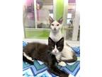 Adopt Pangu a Domestic Medium Hair