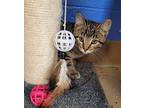Yelena Domestic Shorthair Kitten Female
