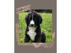 Tigger Bernedoodle Puppy Male