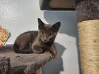 Coen Domestic Shorthair Kitten Male