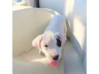 Kay Hound (Unknown Type) Puppy Female