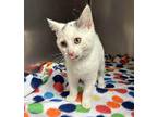 Octavius 5/5 more tab on head Domestic Shorthair Kitten Male