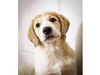 Maggie Labrador Retriever Puppy Female