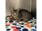Opie 2/5 Domestic Shorthair Kitten Male