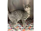 Marcel 3/5 Domestic Shorthair Young Male