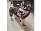 SASUKE Alaskan Malamute Adult Male